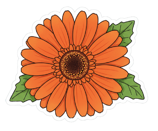 Gerbera Daisy