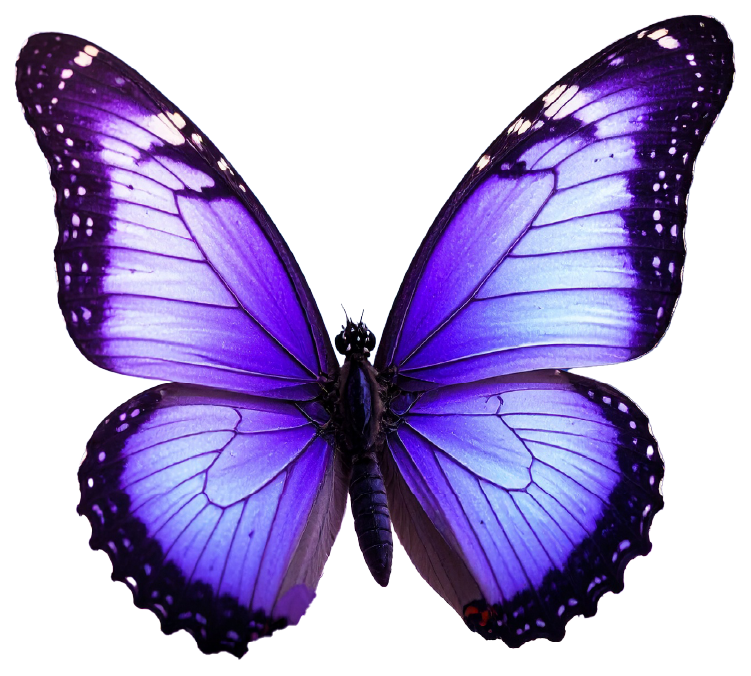 Sticker of a purple butterfly on a white background