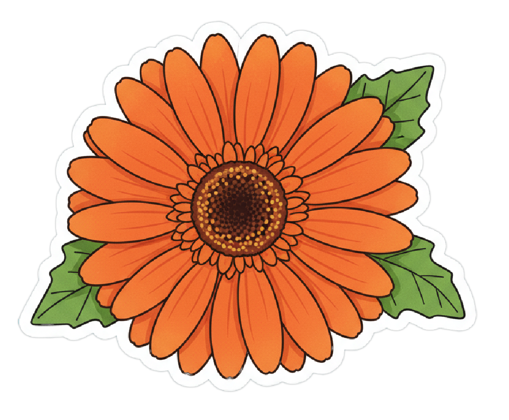 Gerbera Daisy